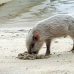 piglet_nusalavu_h_0705_0009.jpg